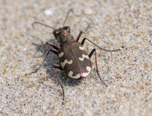 Réf. 296 166 : Cicindela hybrida